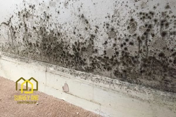 What’s the First Step to Take When You Notice Damp on a Party Wall St albans?